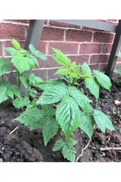 Темно-зелене зморшкувате листя малини Геракл